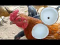 do chickens eat coconut