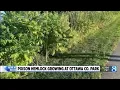 Poison hemlock confirmed in Georgetown Township park