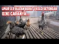 Download Lagu CARA PEMELIHARAAN AYAM KAMPUNG YANG BENAR  AGAR BISA CEPAT PANEN DENGAN BOBOT MAKSIMAL‼️