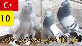 أشهر و أغلى 10 ذكور حمام تركي قلاب في العالم 