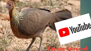 suara pikat ayam hutan betina suara slow sulawesi