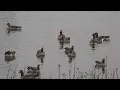 Grauwe Gans, Canadese Gans, Krakeend (Bornem, Noordelijk Eiland, 13 dec 2025)