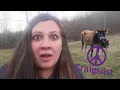 I Bought Heifers Off Craigslist
