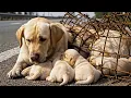 Rescue Mission: Rescue Mother Dog Trapped in Iron Mesh on Scorching Highway