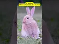 Download Lagu 7 Hewan Kehamilan Paling Singkat di Dunia / 7 Shortest Pregnancy Animals in the World
