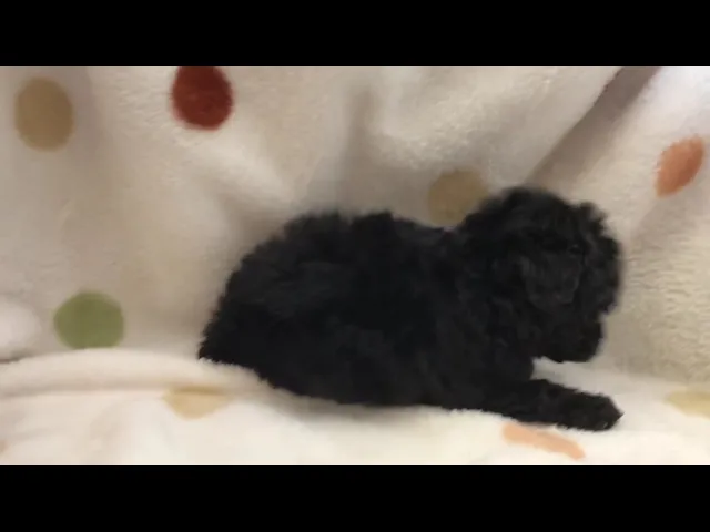 動画