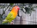 Lagu SUARA NGETIK UNTUK MERANGSANG NGEKEK LOVEBIRD BALIBU PAUD MUDA USIA 3 BULAN, LANGSUNG NGETIK NGEKEK