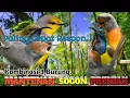 Download Lagu SUARA PIKAT PALING CEPAT RESPON. MANTENAN. SOGON. PRENJAK..