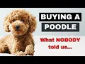 Buying A Miniature Poodle Turned out differently than expected