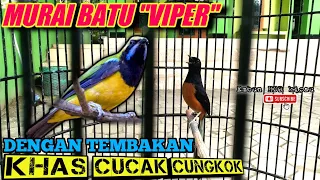 viper murai batu dengan tembakan khas cucak cungkok