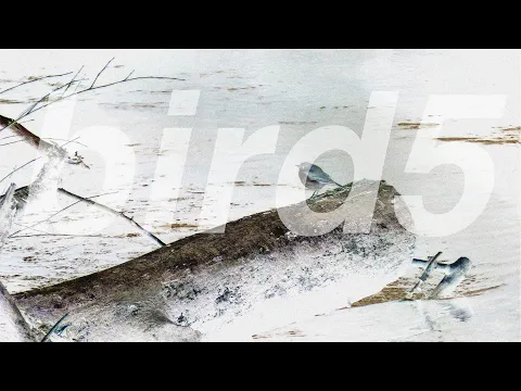 bird5.mp4