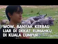 Download Lagu Jalan Kaki Sore Hari di Sekitar Rumah || Kaget, Banyak Kerbau Liar di Kuala Lumpur