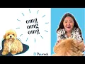 Getting a Teacup Maltipoo Puppy on Pawrade com A Puppy Parent s Review