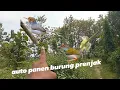 Download Lagu MIKAT BURUNG PRENJAK KEPALA MERAH #kicaumania #kicaumanianusantara #birds  #salamsatuhobi #tegal