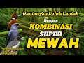 Lagu MASTERAN SRIGUNTING ABU - CILILIN - KEKEP BABI FULL TEMBAKAN JERNIH | ASHY DRONGO - CRESTED JAY SONG