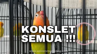 gil4 burung dirumah konslet semua