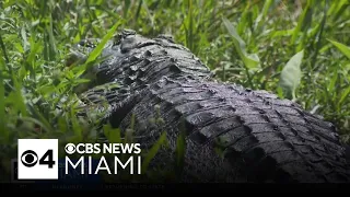 Deep staffing cuts hit Florida's national parks as part of Trump's plans to shrink government