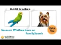 WikiTree Sourcer How to Find WikiTree Profiles Faster on FamilySearch
