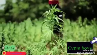 dammu kisa