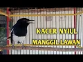 Download Lagu Suara burung Kacer nyiul manggil lawan sangat ampuh untuk pancingan Kacer malas bunyi