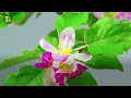 Beautiful Surah Yaseen (Yasin) | Surah Rahman | Surah Waqiah | Surah Mulk