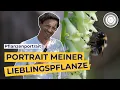 YELLOW FOXGLOBE - MOST POPULAR BUMBLEBEE PLANT why it s my BURKHARD S FAVORITE PLANT