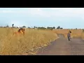 Download Lagu Hyena Merely Walking Down the Road Walks Right Into Male Lions