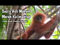 Download Lagu SUARA ASLI LUTUNG MERAH - MONYET MERAH KALIMANTAN || HUTAN || HEWAN