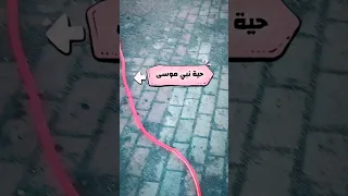 حية طولها ١٢ متر Dreamo دريمو 