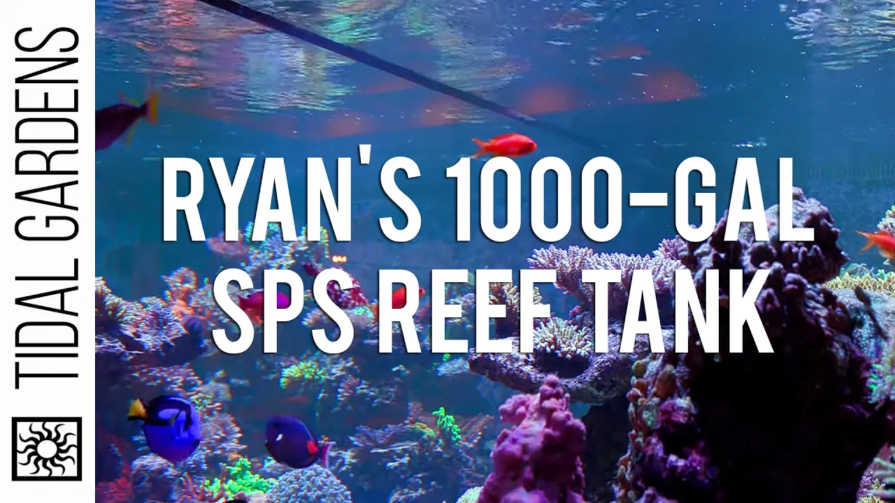 Ryan's 1,000-Gallon SPS Reef