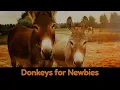 Raising Donkeys for Newbies A Silly Beginner s Guide to Donkey Drama