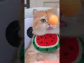 Download Lagu Seru Banget! Kucing Ini Jago Main Bola Pingpong, Lihat Aksinya #videokucing #tentangkucing
