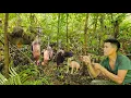 Download Lagu wild chicken footprints, building shelter for wild pigs in the rainy season, survival skills alone