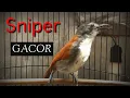 Download Lagu Burung sniper gacor / Tepus dada putih.