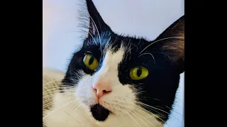 MEDIA OPPORTUNITY LYFT CEO David Risher apologizes for missing cat that driver took