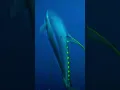 Lagu Giant Yellow-fin Tuna swims by diver