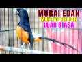Download Lagu PANCINGAN TEMBAKAN BRUTAL PAGI HARI MURAI BATU GACOR FULL TEMBAKAN KAPAS TEMBAK PRENJAK CIBLEK