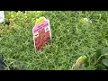 Grow with KARE Using groundcovers as living mulch