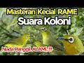 Download Lagu Terapi Kecial Kuning Rame Berkoloni #kecialkuninggacor #kecialkuning