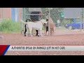 Higher than normal volume of Pets in car cases in Eau Claire
