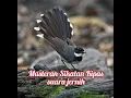 Download Lagu Masteran Sikatan Kipas Suara Jernih dan Suara Gemericik Air