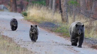Grizzly Mum Poe and Her Cubs are still Roaming