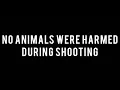 Accelerometer data capturing for elephant activity tracking