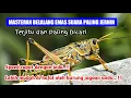 Download Lagu Masteran Belalang Emas Suara Jernih Jeda Rapat