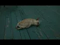 Blue Monday | Fats Domino | Lyrics ☾☀