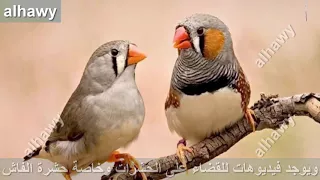 تغريد طائر الزيبرا لتهيج الطيور  تغريد طائر الزيبرا لتهيج الطيور