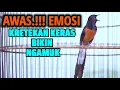 Download Lagu KRETEKAN KERAS DAN TEMBAKAN MURAI BATU GACOR INI BIKIN EMOSI LANGSUNG NYAUT