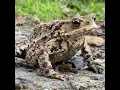 Download Lagu Toad (Bufo bufo)