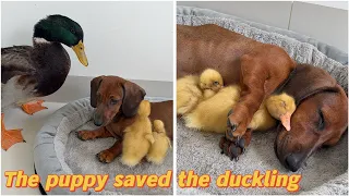 The duck father bullied the ducklings, and the smart puppy protected the ducklings. Cute little dog