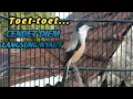 Download Lagu CENDET GACOR TOET-TOET MEMANGIL LAWAN